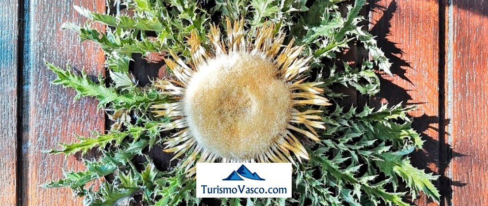 Eguzkilore, la planta protectora del pueblo vasco
