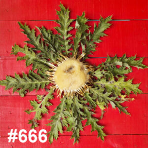 #666 Flor Eguzkilore GRANDE
