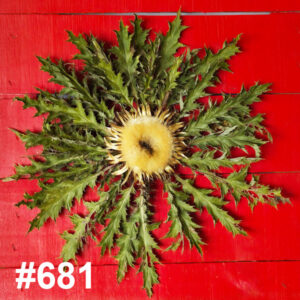 #681 Flor Eguzkilore GRANDE