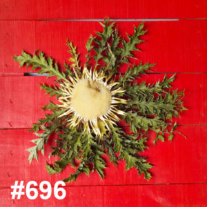 #696 Flor Eguzkilore MEDIANA
