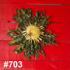#703 Flor Eguzkilore MEDIANA