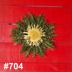 #704 Flor Eguzkilore MEDIANA