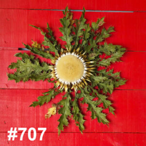 #707 Flor Eguzkilore MEDIANA
