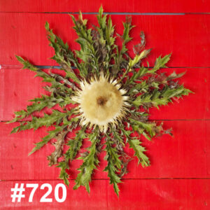 #720 Flor Eguzkilore MEDIANA
