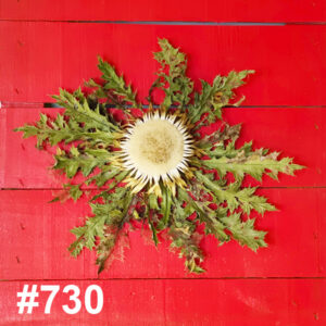 #730 Flor Eguzkilore MEDIANA