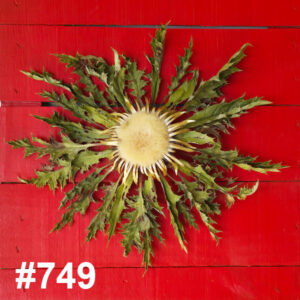 #749 Flor Eguzkilore MEDIANA