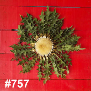 #757 Flor Eguzkilore MEDIANA