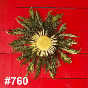 #760 Flor Eguzkilore MEDIANA