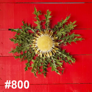 #800 Flor Eguzkilore PEQUEÑA